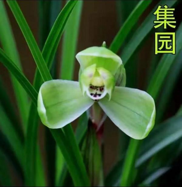 為什麼很多人養花養不活