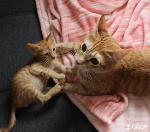 小橘貓見到“後媽”很激動，它緊抱住不願放手，重溫媽媽的溫暖