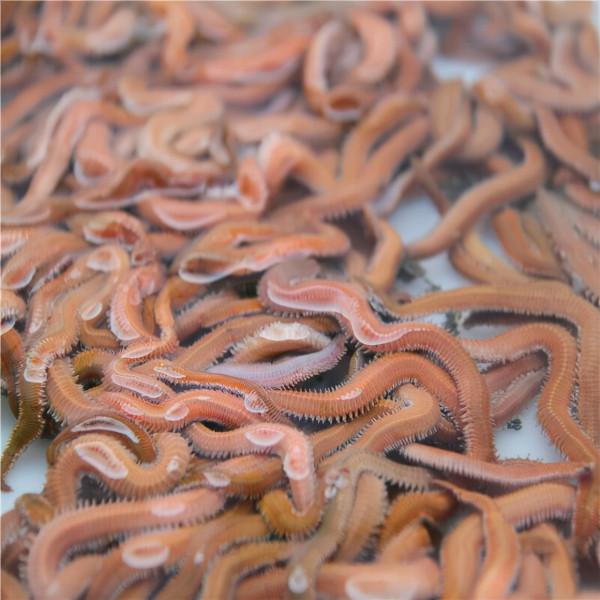 沙蠶這樣用，專門釣淡水魚，連桿爆護一點不難