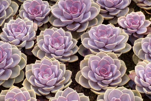 靜夜養殖方法，靜夜養殖每天幾個小時光照？