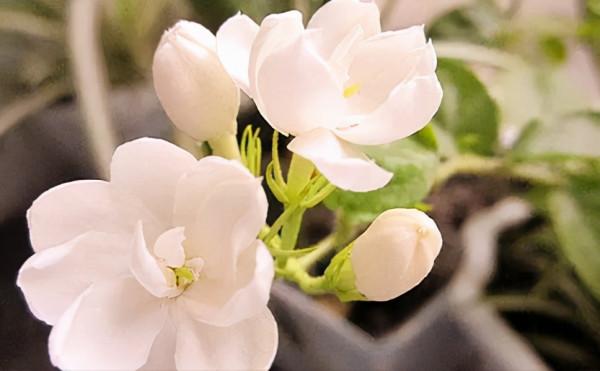 3種“健康花”,可以吸收甲醛!人養花,花養人 3種“健康花”,可以吸收甲醛!人養花,花養人