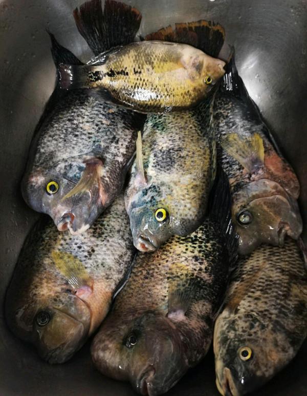 海南河道衝來許多“腫頭魚”,有人釣了許多,網友:長得屬實噁心 海南河道衝來許多“腫頭魚”,有人釣了許多,網友:長得屬實噁心