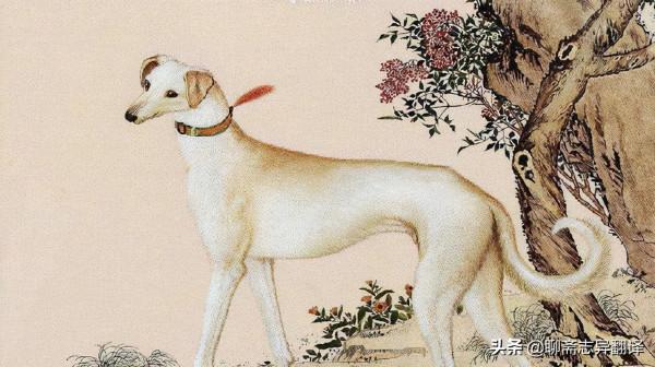 白話聊齋之犬奸 白話聊齋之犬奸