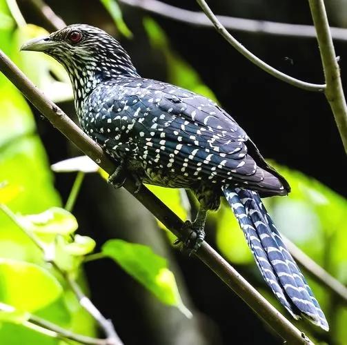 分享鳥類圖片-噪鵑