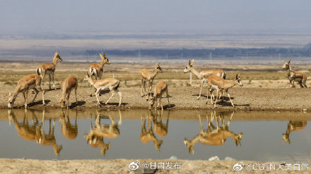 甘肅張掖:荒漠精靈秋日飲水圖 甘肅張掖:荒漠精靈秋日飲水圖