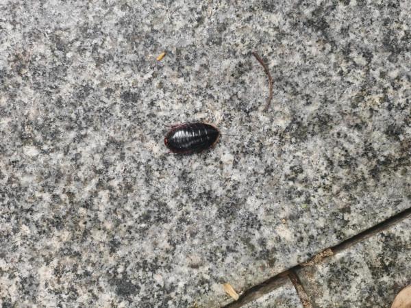 公元某年某月某日某山半日遊