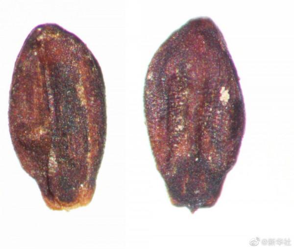 研究新發現！2000年前海昏侯國的農作物都有啥？