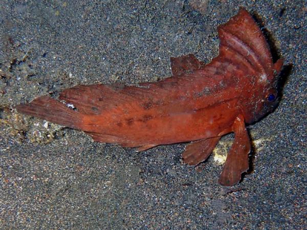 海生物193：枯葉鮋