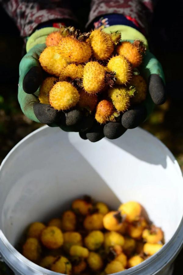 557億斤！中國&OpenCurlyDoubleQuote;水果王國&rdquo;，為什麼是廣西？