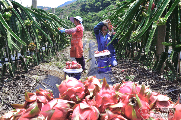 雲南石屏:火龍果品種改良助大橋鄉果農增收 雲南石屏:火龍果品種改良助大橋鄉果農增收