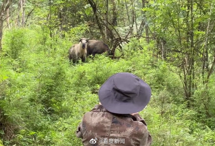 四川巡護員偶遇羚牛一家三口悠閒壓馬路 四川巡護員偶遇羚牛一家三口悠閒壓馬路