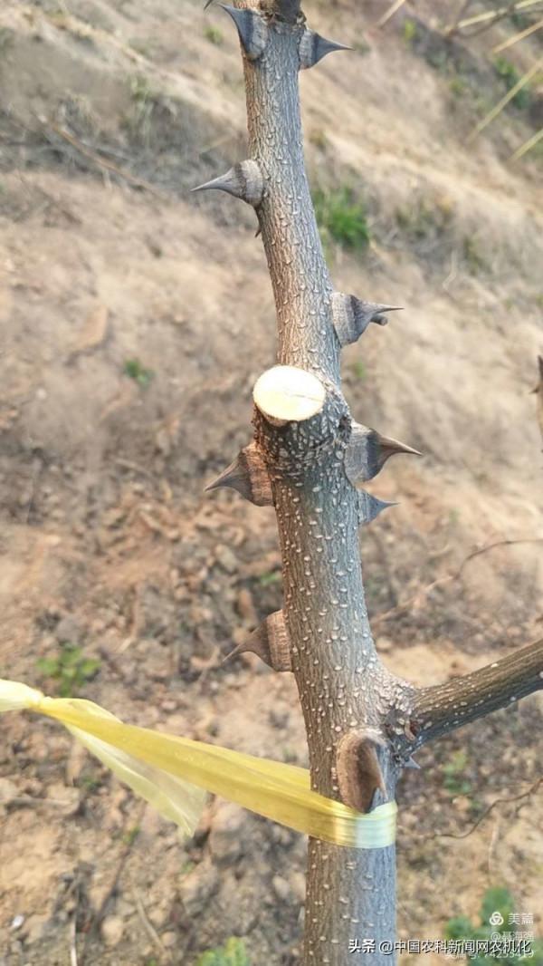 冬季修剪花椒樹，要想高產先修路