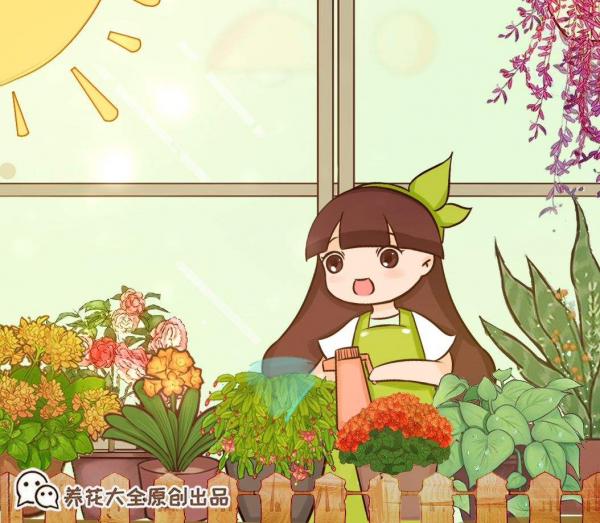 “吉祥花”紅玉藤,開花紅紅火火,還有旺財旺運好兆頭 “吉祥花”紅玉藤,開花紅紅火火,還有旺財旺運好兆頭