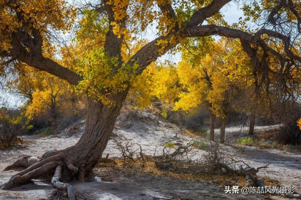2017年9月26日 內蒙古阿拉善額濟納胡楊林