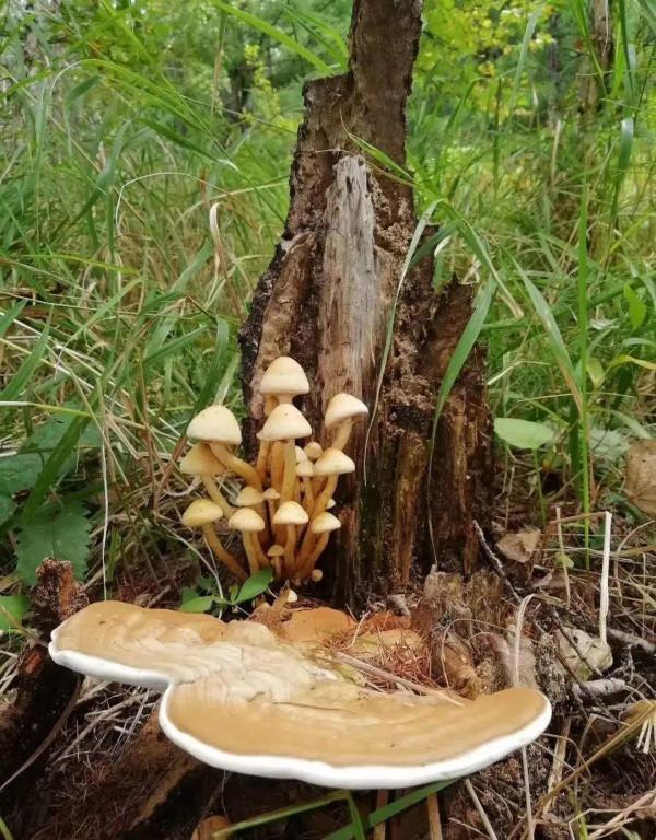 致命的迷魂草,現實版屍香魔芋,一美國探險旅遊團差點全軍覆沒 致命的迷魂草,現實版屍香魔芋,一美國探險旅遊團差點全軍覆沒