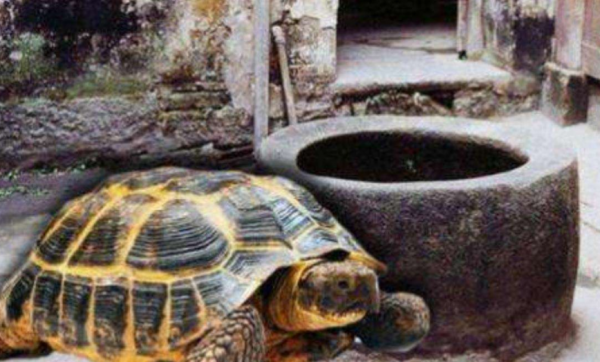 古人打井後,為何要在井中放2條魚或烏龜?老祖宗的智慧讓人欽佩 古人打井後,為何要在井中放2條魚或烏龜?老祖宗的智慧讓人欽佩
