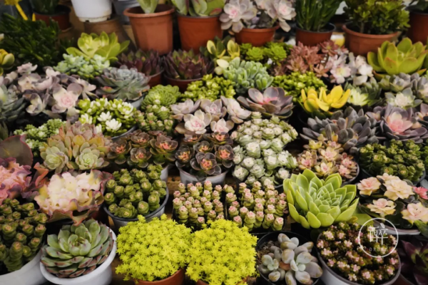 1小時飛攏的城市,有全國最好逛的市場 1小時飛攏的城市,有全國最好逛的市場