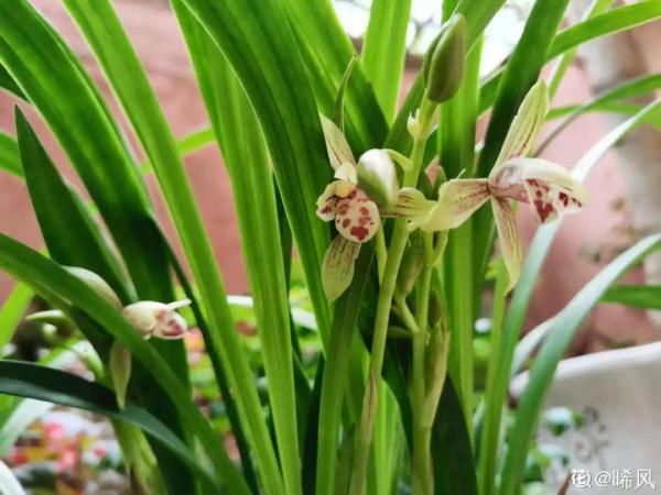 10種花不怕冷,先別搬進屋,放外面凍一凍,開花更旺 10種花不怕冷,先別搬進屋,放外面凍一凍,開花更旺