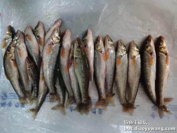 釣魚王餌兩腥配，帶來一次小豐收