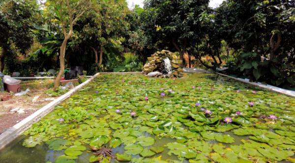 投入2000萬苦研“魚菜共生”,只為讓更多人平價吃到頂級食材 投入2000萬苦研“魚菜共生”,只為讓更多人平價吃到頂級食材