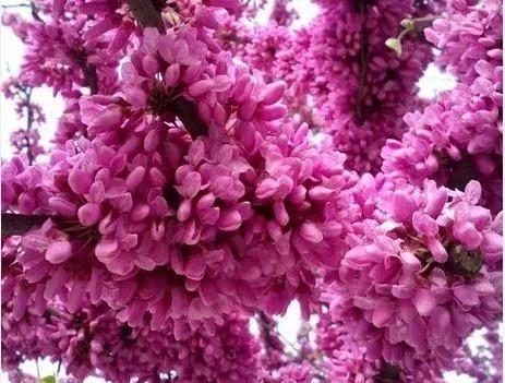 天生麗質一一“招財”的紫荊花（散文）