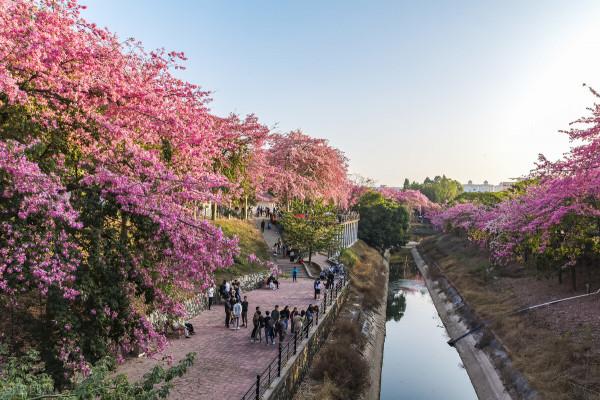 美麗異木棉又採蕤開了！這一路上粉粉滴滴，馬上被圈粉