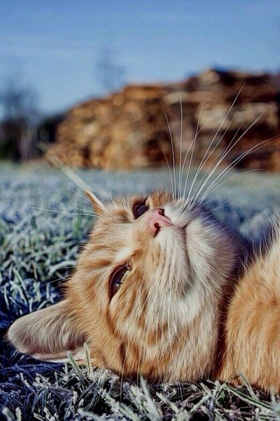 40張奇特而有趣的貓照片，看了讓人心情愉快