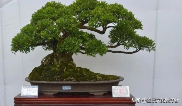 家有黃楊，世代棟樑！家裡栽黃楊，富貴又吉祥