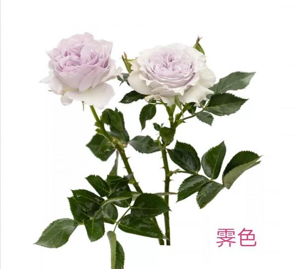 今天再給花友們解紹另一款國月新品種——霽色