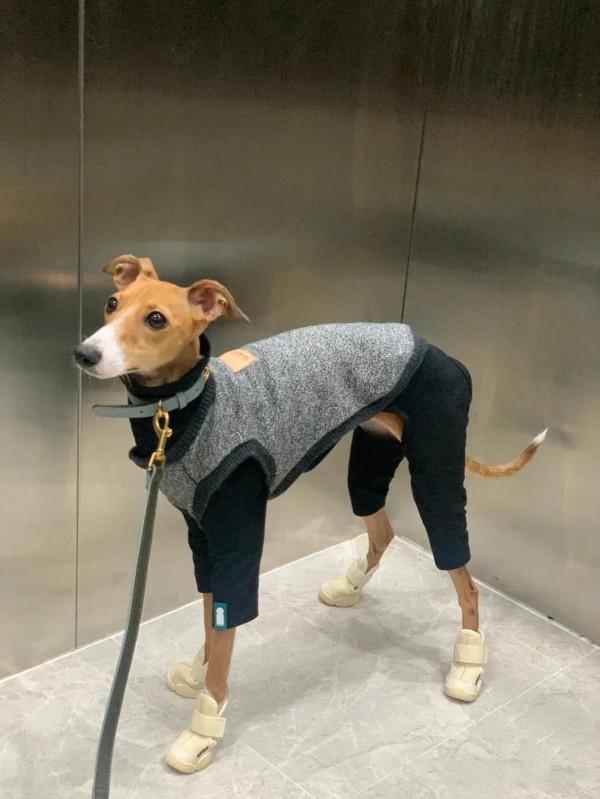 盤點5種跑的最快的狗狗