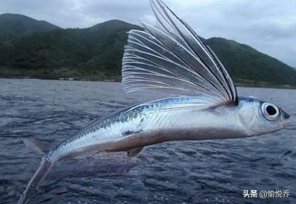 孩子看得懂也喜歡看的《山海經》