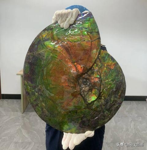 化石可以入藥,你知道嗎? 化石可以入藥,你知道嗎?