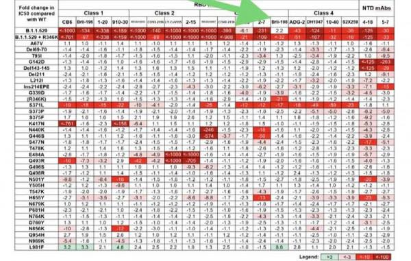 她找到的抗體，可以對抗奧密克戎