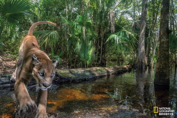 一年只發一次，2021年度最佳野生動物攝影