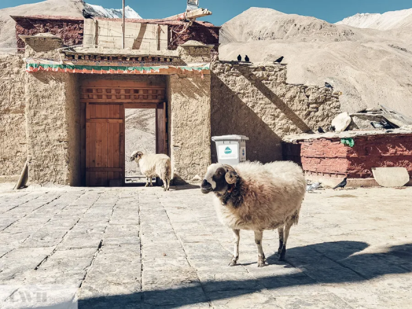 兩個人，一輛車，阿里北線無人區穿越