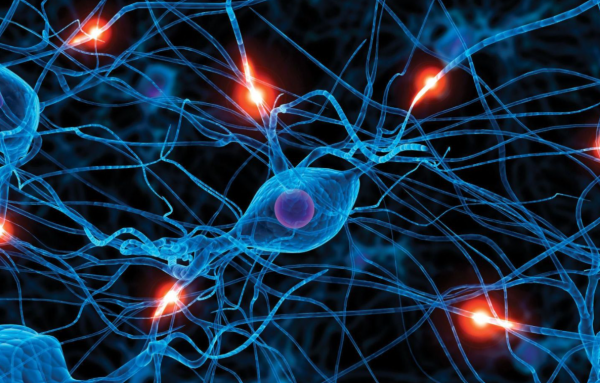 為什麼只有薄荷和辣椒會改變我們的味覺? 為什麼只有薄荷和辣椒會改變我們的味覺?