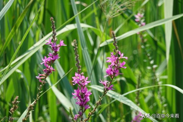 68種可食用的藥用植物，開的花好看，能吃，還養生（三）