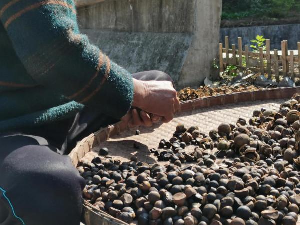 紅旗嶺上秋正濃 紅旗嶺上秋正濃