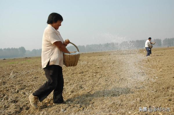 它叫地老虎，喜歡啃食幼苗，老農巧用6妙招，輕鬆殺滅害蟲