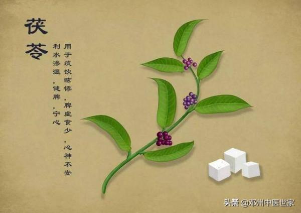 藥性歌括四百味、茯苓(白茯苓、赤茯苓) 藥性歌括四百味、茯苓(白茯苓、赤茯苓)