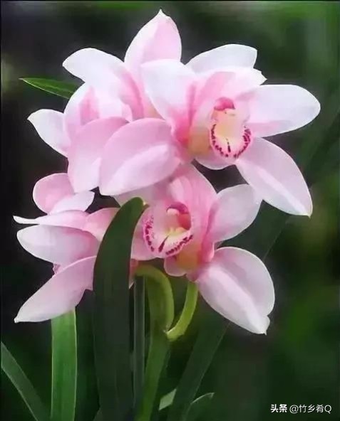 奇形怪狀的漂亮蘭花