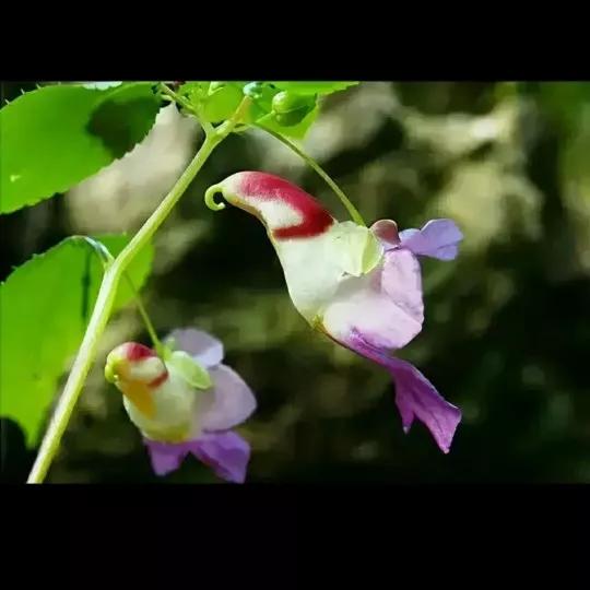 欣賞“夫妻”花：