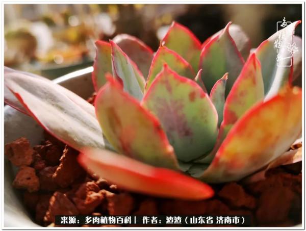 一個不稱職90後的闡述：何以解憂？唯有多肉