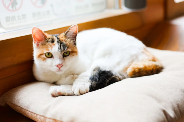 小貓咪會不會怕踩疼了雪呢? 小貓咪會不會怕踩疼了雪呢?