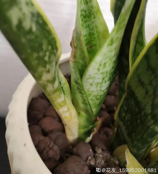 10種花得窮養,盆越小、水越少,越長得旺 10種花得窮養,盆越小、水越少,越長得旺