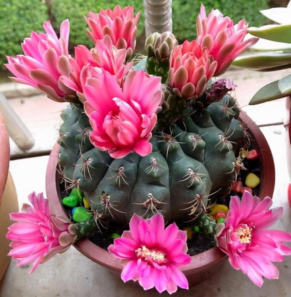 9種漂亮花,越冷越要曬太陽,控水薄肥,才能開得“奼紫嫣紅” 9種漂亮花,越冷越要曬太陽,控水薄肥,才能開得“奼紫嫣紅”