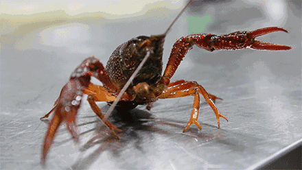 “小龍蝦會疼，活蒸太殘忍”以後做麻辣小龍蝦只能一隻只電死了