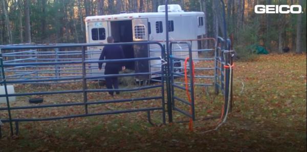 美國一頭牛逃出屠宰場，警察追捕8個月，結果整個小鎮都愛上它了