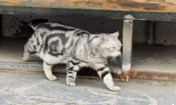 貓不可貌相 腿不可斗量 貓不可貌相 腿不可斗量