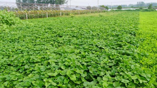 紅薯施肥，雞糞、牛糞、羊糞使用有區別，哪種適合種植？